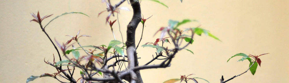 DukungCWD Health – Supporting Your Wellness Journey